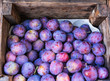 bunch of juicy delicious purple plums prunus domestica in a brown wooden box at the market. Ripe plums in a box. View of fresh organic fruits on fruit market