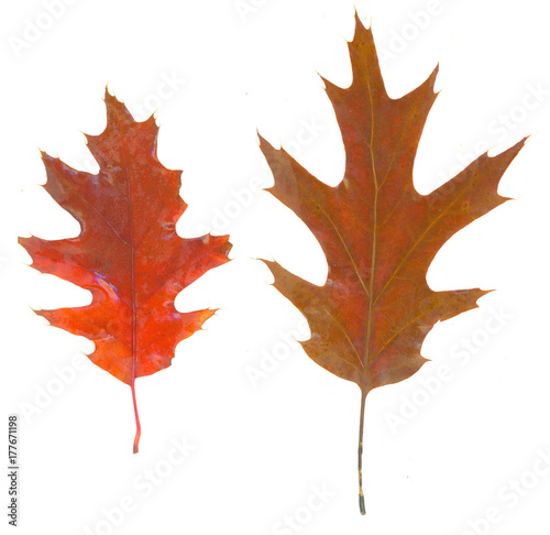 isolated fall leaves on whi...