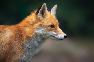 Wall Mural - portrait of a red fox (vulpes vulpes)