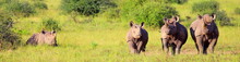 Rhinos At The Nairobi National Park