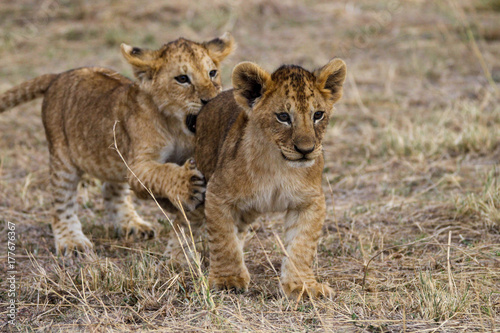 Photographie lion cubs playing
