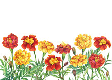 Border With Flowers Tagetes Patula, The French Marigold (Tagetes Erecta, Mexican Marigold). Red, Yellow Marigold. Watercolor Hand Drawn Painting Illustration Isolated On White Background.