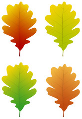 Wall Mural - colourful 3d oak leaves isolated on white background. vector.