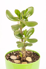 Feng Shui Money Tree Or Crasula Ovata With Euro Metal Coins In The Soil
