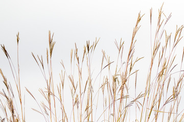 Naklejka na meble Big Blue Stem Andropogon gerardi