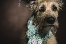 A Dog With Large Brown Eyes Sits And Looks Into The Camera, His Neck Is Wrapped In A Warm Scarf. Close-up.