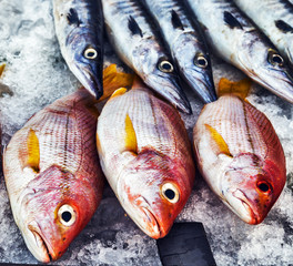 Wall Mural - Seafood on ice at the fish market