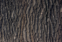 Bark Of Old Oak Background, Texture