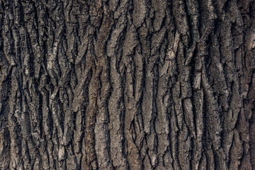 Bark of old oak background, texture