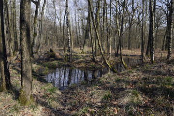 Wall Mural - Waldweiher im Frühjahr - Laichgewässer für Amphibien