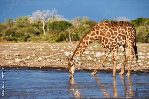 Plakat Żyrafa pije w waterhole