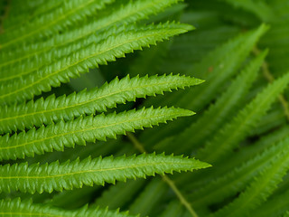 New leaf of  fern.