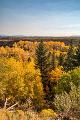 Wall Mural - Early morning fall colors from the aspen trees in Lee Vining Canyon brighten on the Eastern Sierra Nevada. Green pines trees intermingle with the golden aspen trees.  A blue sky is in the background.