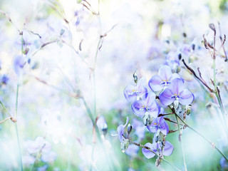 Wall Mural - abstract watercolor purple flower background.