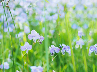 Wall Mural - crested serpent purple flowers in the field.
