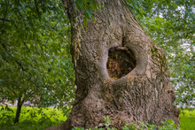 Hollow In The Tree
