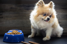 Pomeranian Dog Sitting Lonely On The Table With Food And Snack In Morning Day. Depress, Anorexia, Unhealthy And Sick Dog Concepts.