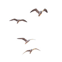 Flying Seagulls (isolated)