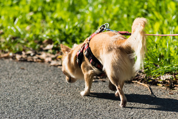 Small cute chihuahua on a walk on a lead