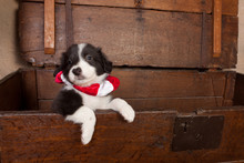 Puppy With Christmas