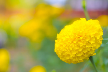 marigold a plant in garden at summer under sunlight, typically with yellowl,nature background,abstra