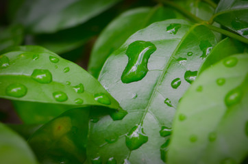 Wall Mural - Water drop on green leaf in morning,select focus