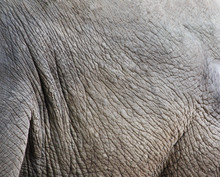Texture Of Elephant Skin