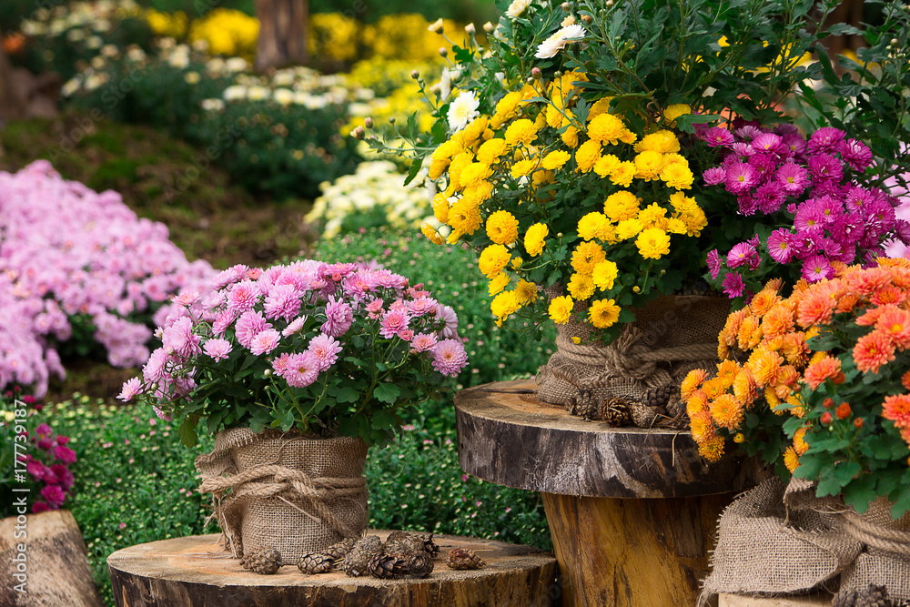 bouquet of beautiful chrysanthemum flowers outdoors - obrazy, fototapety, plakaty 