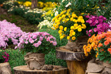bouquet of beautiful chrysanthemum flowers outdoors