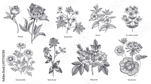 Fotografía Set of medical herbs and plants.