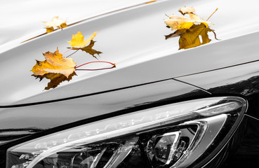 Yellow maple leaves with new luxury black car detail at autumn