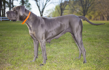 Great Dane purebred