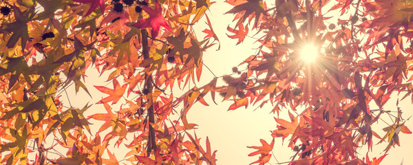 Wall Mural - autumn maple leaves with sunbeam, looking up in a forest in autumn, vintage process