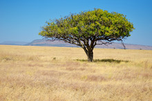 African Savanna Grassland Landscape, Acacia Tree In Savannah In Africa
