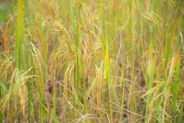 Gold rice nature background.