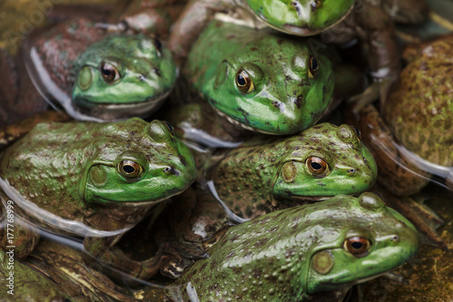 Photographie Close on group of frogs in water