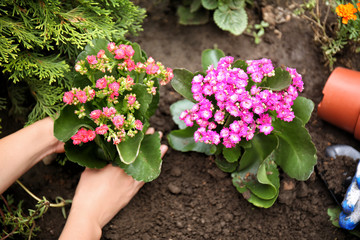 Wall Mural - Woman planting flowers in garden