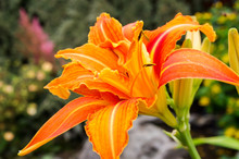 Orange Daylily Flower Fully Open. Each Beautiful Flower Lasts Just One Day. Hemerocallis Species.