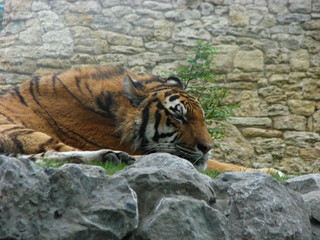 Gelendzhik, zoo