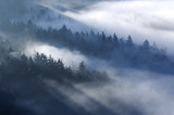 Fototapeta Na ścianę - Misty forest
