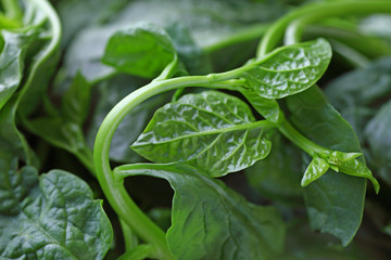 Fresh Malabar spinach leaves closeup