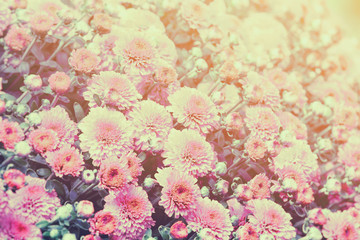  Vintage flower background