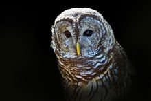 Dramatic Close-up Portrait Of A Barred With A Black Background