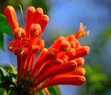 Colorful Orange Flowers In Foreground, Tecoma Capensis