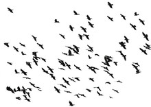 Large Flock Of Black Birds Crows Flying On An Isolated White Background