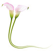 Realistic pink calla lily frame, corner. The symbol of Enchanting beauty.