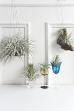 Decorative Air Plants On White Surface