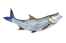 The Asp Fish - Aspius Aspius. Fishing Catch Of Predatory Fish.  Animals Isolated On White Background.