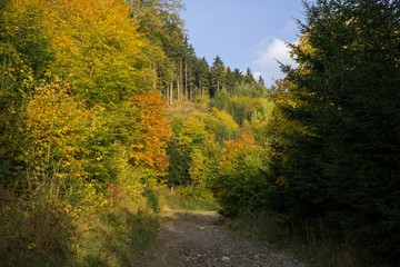 Paths in forest covered by leaves with colorful trees during autumn fall. Slovakia