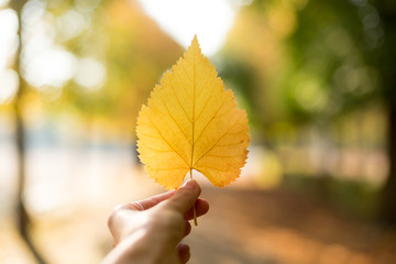 Girl's hand holding an autumn yellow leaf